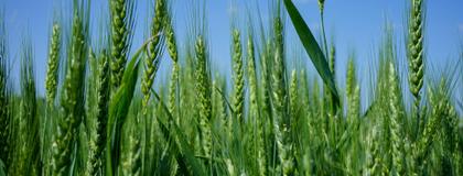 Closeup of a plot of wheat