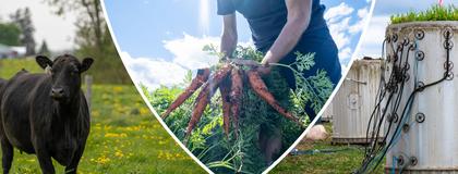 A college of three photos including a black cow, person holding carrots, and a soil machine.