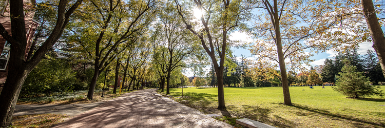 The sun shines through the trees lining Alumni Walk