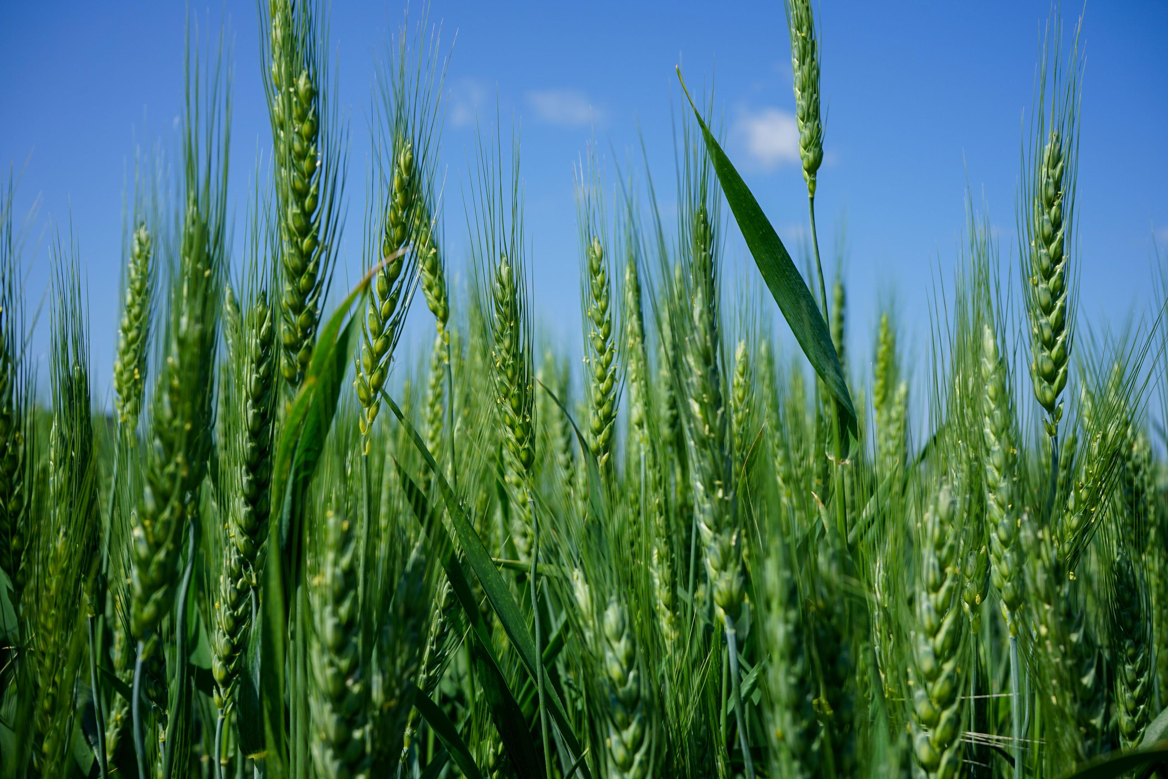 Closeup of a plot of wheat