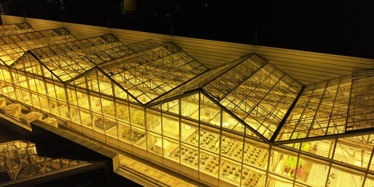 Phytotron at night with yellow illumination