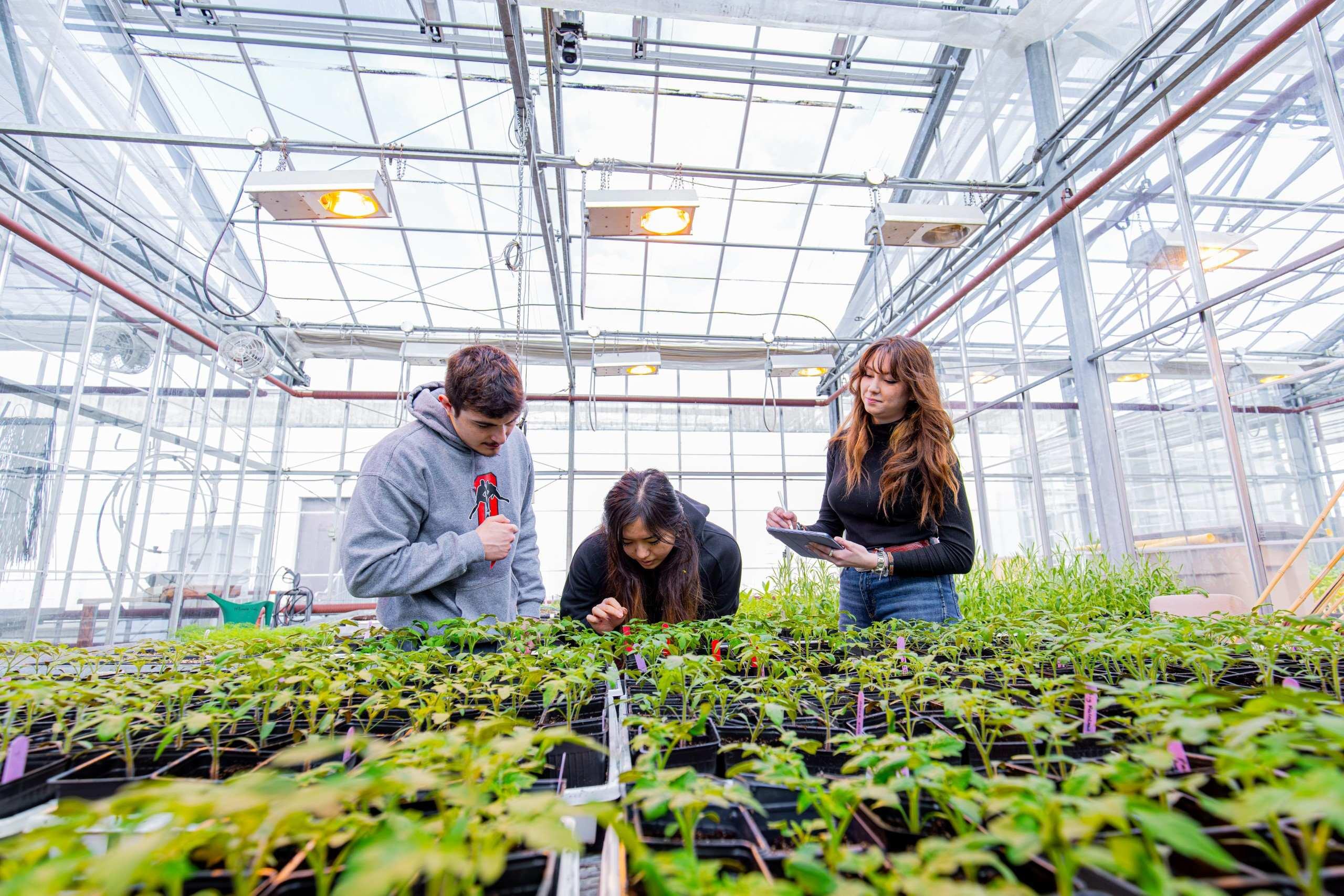 Researchers inspecting potted plant species in a greenhouse