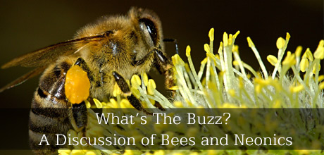 What’s The Buzz? A Discussion of Bees and Neonics