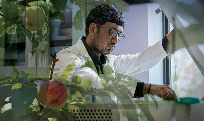a young male student with short dark ahir and glasses, wearing a white lab coat. He looks to be using tools in a research lab to complete work, and the image is overlayed by pictures of a research lab storage cabinet and branches of a peach tree.