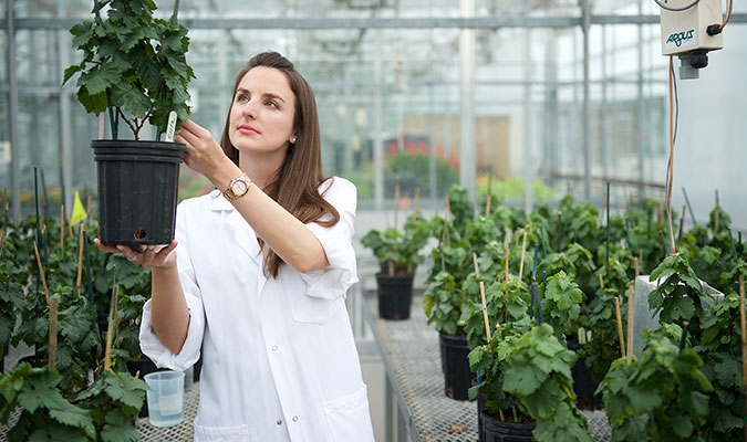 A woman with long brown hair on this page. She is holding up and inspecting a green, leafy plant in a black pot that is being used in her research. She is in a greenhouse space where many other potted plants are situated behind her.