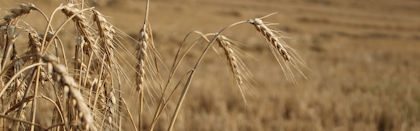 Field of OAC Constellation Wheat at harvest