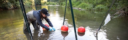 Female in waders looks at net under water in river. Large poles and red balls emerge from the surface of water