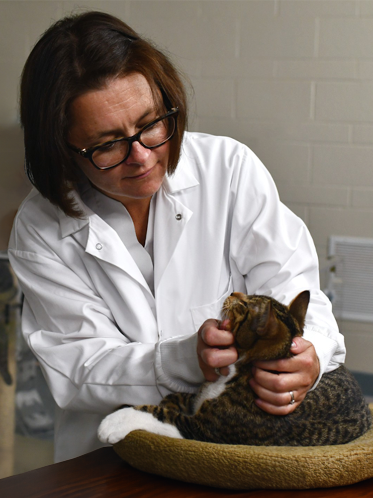 Dr. Anna Kate Shoveller interacting with a study cat