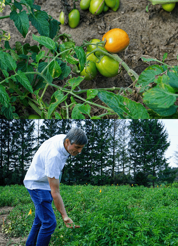Top: Tomatoes ripening in Ridgetown test fields. Bottom: Dr. Steven Loewen inspects tomato plants.