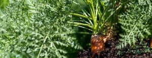 Close-up of a mature carrot and its fronds, with the orange edible root peeking up above the soil