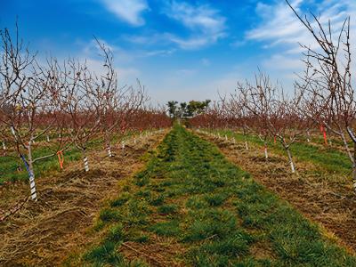 Rows of peach trees in a field with a blue sky.