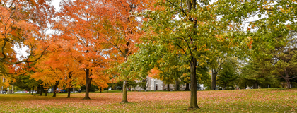 Trees in the Fall