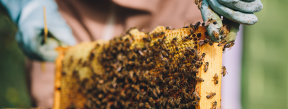 honeybee rack being removed
