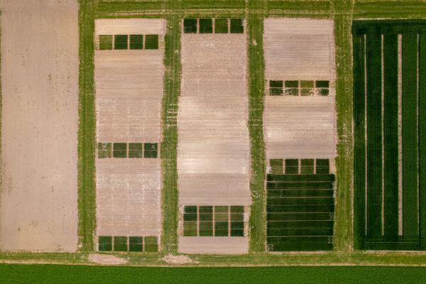 Aerial view of the Ridgetown long-term trials shows grids of green and sandy brown crop plots