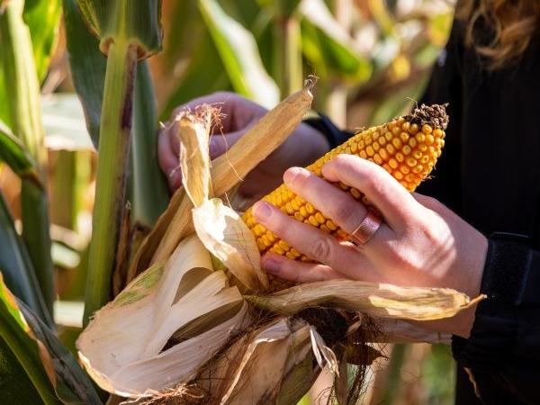 A close-up of a hand inspecting an ear of corn, with beige husk, in the field