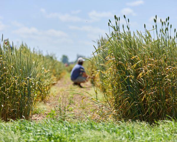 A researcher crouches between rows in a wheat field