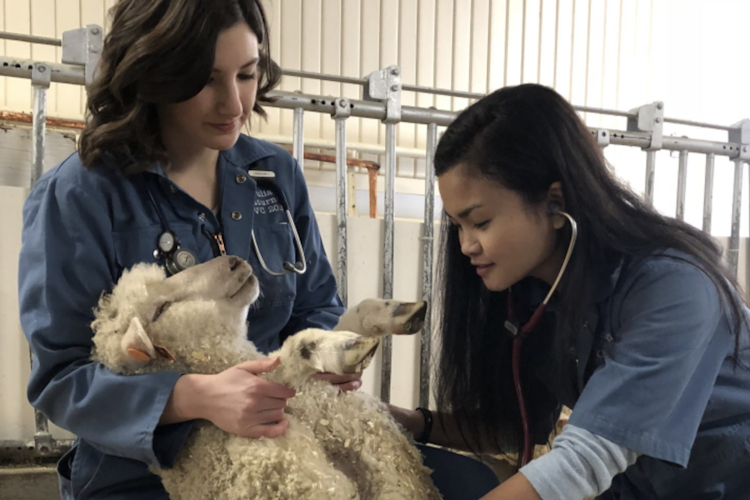 OAC students care for animal