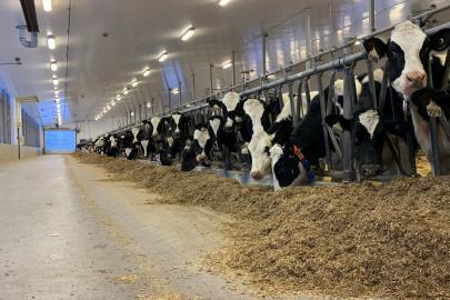 A row of black and white cows in their stalls at the Elora Dairy Facility