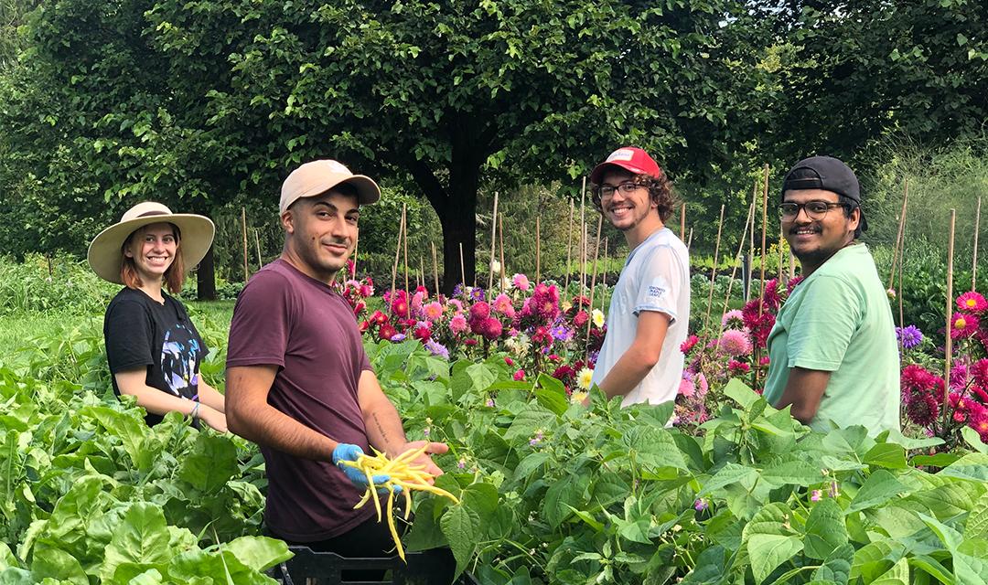 Four students stand in a garden surrounded by green plants. One of the students is holding a handful of yellow beans. Behind them is a row of pink flowers.