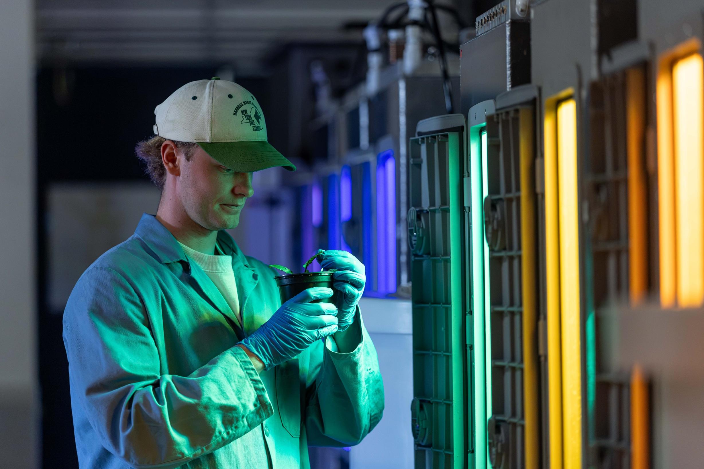 student inspecting a plant with uv lights behind