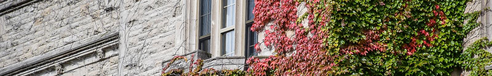 Close-up of building covered with ivy