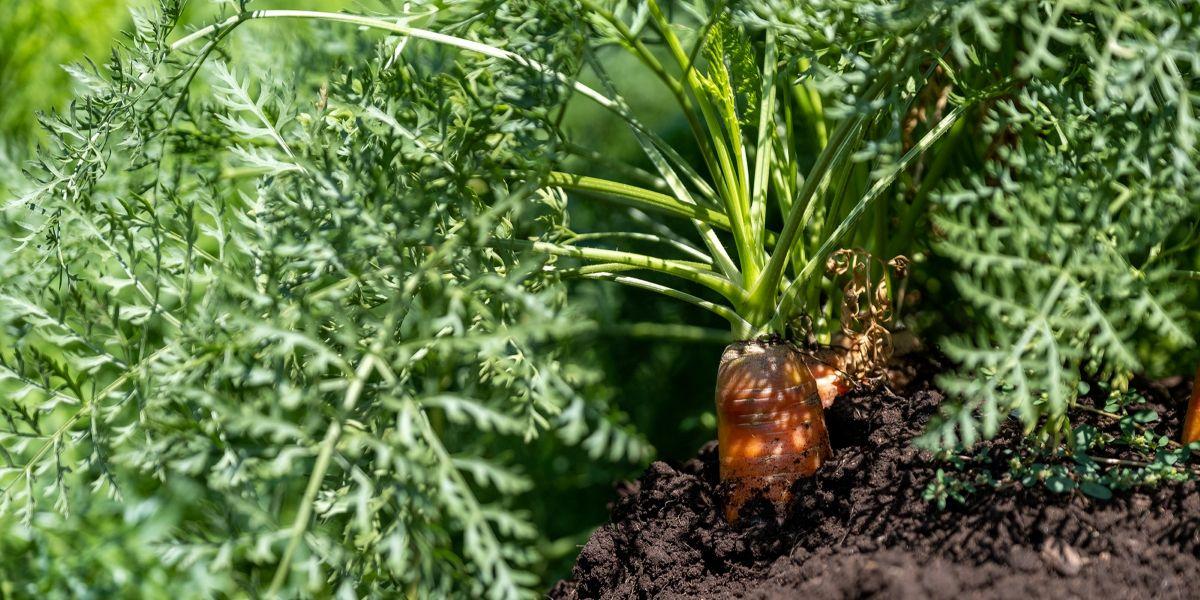 Close-up of a mature carrot and its fronds, with the orange edible root peeking up above the soil