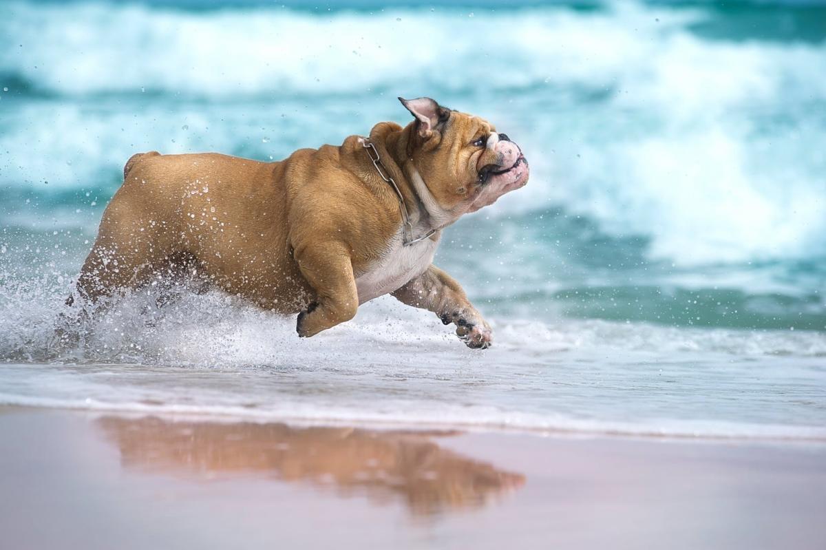 bulldog sprinting on beach