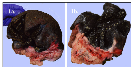 Figure 1. Cutaneous melanocytic tumour in a mature bovid. 1a. A large black melanocytic mass expanding the dermis extending to the deep subcutaneous adipose tissue. 1b. A cut surface of the  mass highlights the black pigmentation of the tumour.