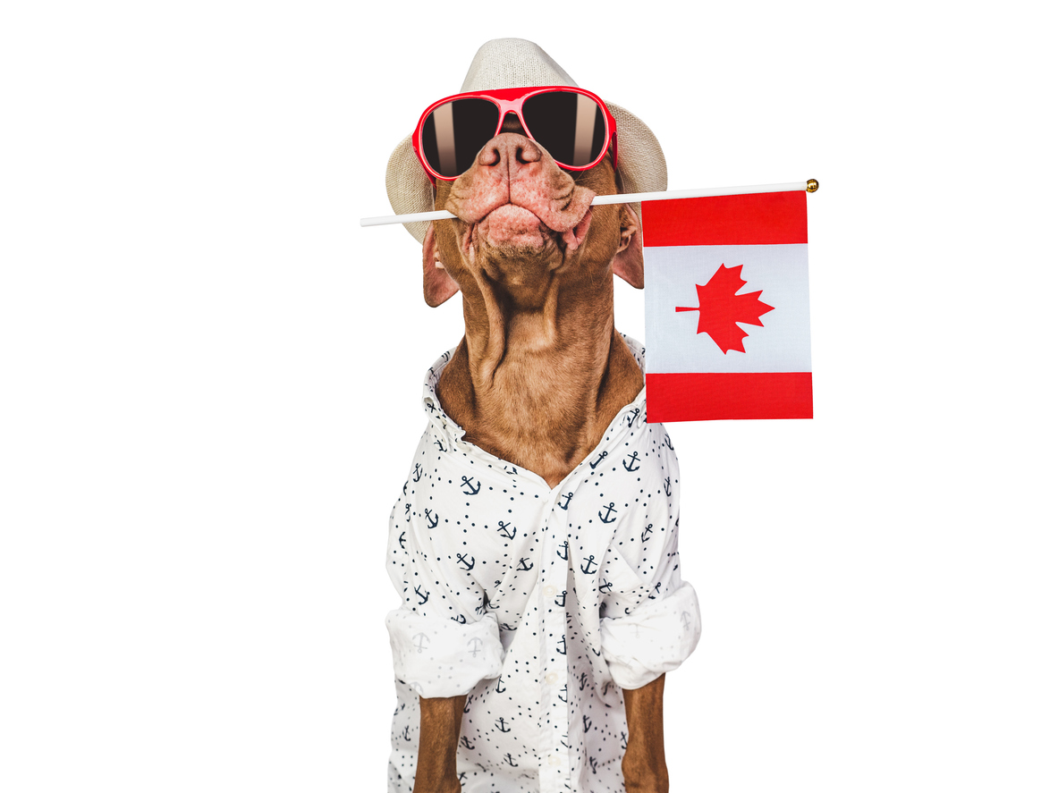 Canada Day dressed dog