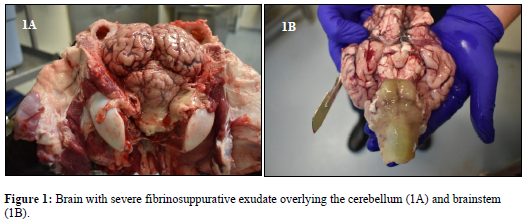  Brain with severe fibrinosuppurative exudate overlying the cerebellum (1A) and brainstem (1B).