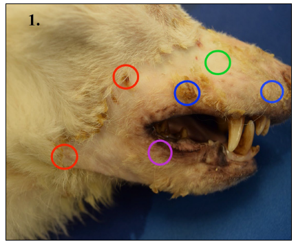 Figure 1. Appropriate skin biopsy selection. A minimum of 6 biopsies from variable sites are recommended. The red circle represents a sample from the leading edge of the lesion, progressing       from normal-haired skin (without too much normal skin) to abnormal crusted and alopecic skin.           The blue circles are regions of thick crusting (primary or secondary lesion) representing a stage of disease that may differ from the green circle where skin is alopecic (primary or secondary lesion). The purple circle is the mucocutaneous junction which can be an important location for various disease processes. 