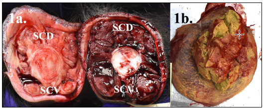 Figure 1. Gross lesions of polyneuritis equi. 1a. A cross section of the proximal tail comparing an affected (left) and an unaffected (right) horse. There is marked muscle atrophy and pallor of the sacrocaudalis dorsalis muscle (SCD) and ventralis (SCV) muscles of the tail in the affected horse (left).  1b. Excessive accumulation of calcium carbonate sludge within the urinary bladder is characteristic of sabulous cystitis/urolithiasis which is often associated with urinary bladder paralysis or other physical or neurologic disorders hindering complete emptying.