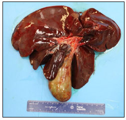 Figure 1. Ursine (bear) gall bladder (left).