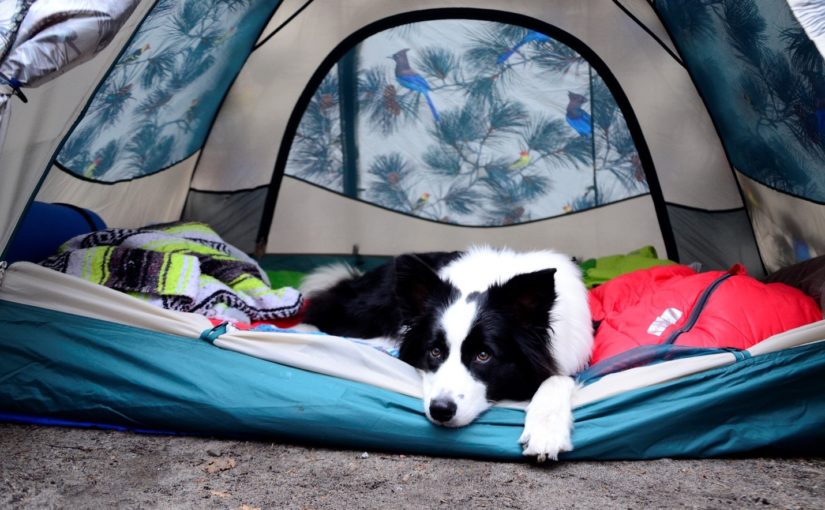Dog in tent, camping