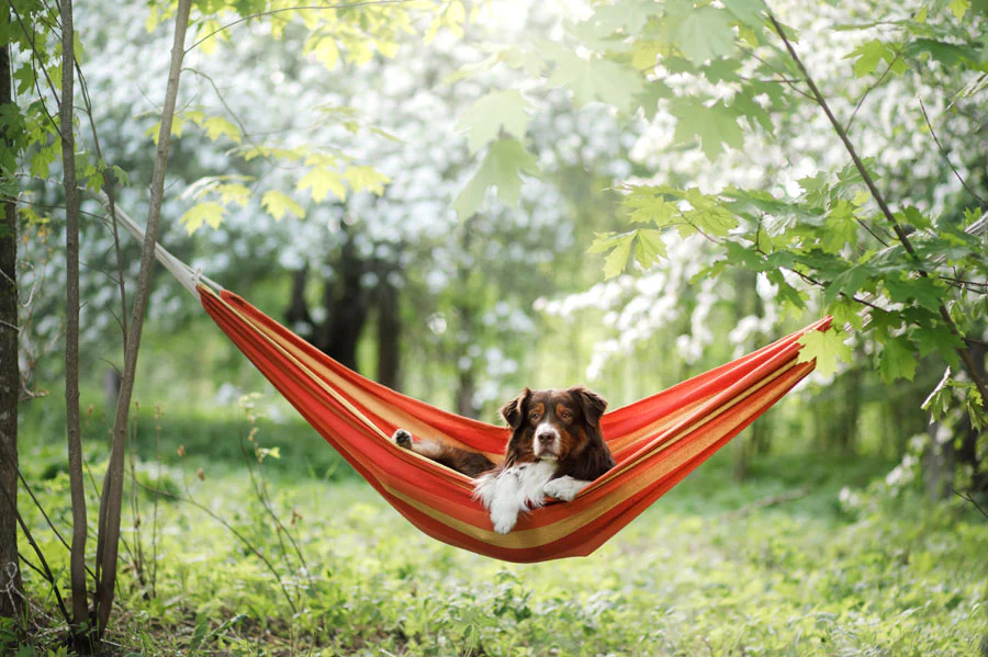 dog relaxing on hammock