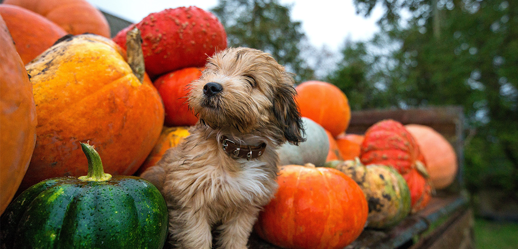 dog sitting amongst pumpkins