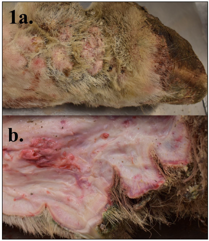 Figure 1. Gross lesions of the distal limb compatible with chronic progressive lymphedema.  a. Marked dermal thickening with multifocal to coalescing, firm, fibrous, partially-haired or alopecic nodules with frequent dermal ulceration, and deep folds filled with purulent exudate and crusts.  b. A cross section of the cutaneous nodules demonstrates marked dermal fibrosis. 