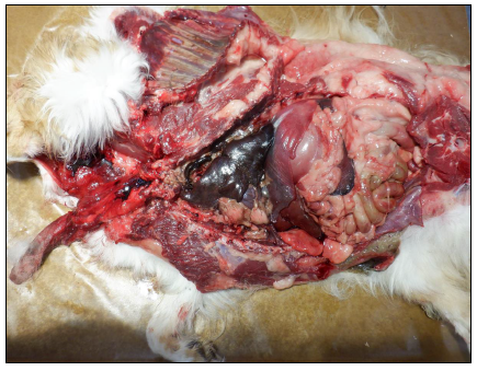 Figure 1. Postmortem examination. Severe congestion of the lungs and liver suggestive of acute heart failure.