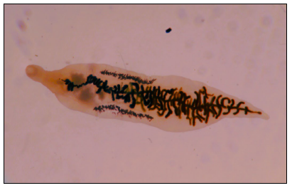 Figure 1. Dicrocoelium dendriticum.   