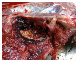 Figure 1. Opened guttural pouch, equine. The guttural pouch contains clotted blood and a friable tan-yellow plaque overlies the mucosa. 