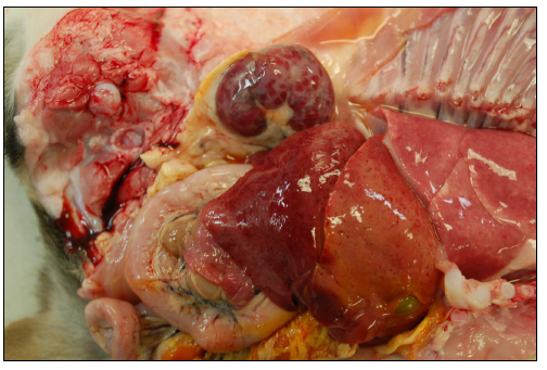 Figure 1. Opened abdominal and thoracic cavities. The kidney and liver demonstrate multifocal to coalescing areas of necrosis and hemorrhage, characteristic of systemic canid herpesvirus-1 infection.