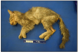 Figure 1. Emaciated and dehydrated kitten. 