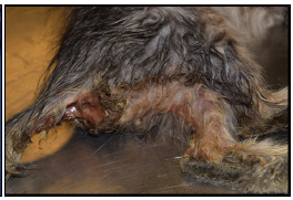 Figure 2. Perineal fecal soiling and dermatitis