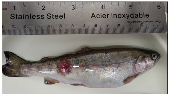 Figure 2. Rainbow trout fish with cutaneous ulceration along the lateral body wall, characteristic of columnaris disease (arrow). 