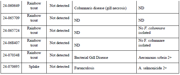 Table 1. Comparison of F. columnare PCR with histology, gill and skin biopsy and isolation (NBP = No bacterial pathogens; NBG = No bacterial growth; ND = No data).