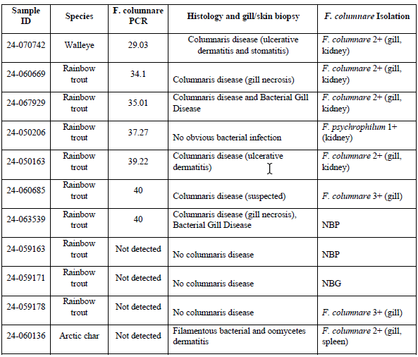 Table 1. Comparison of F. columnare PCR with histology, gill and skin biopsy and isolation (NBP = No bacterial pathogens; NBG = No bacterial growth; ND = No data).