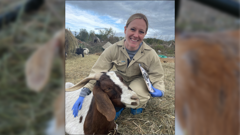 Dr. Evered crouches down in a field next to a horned goat. Evered is smiling and wearing coveralls and medical gloves.