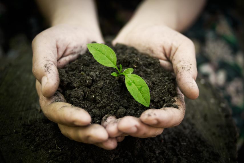 Hands cradling a small pile of soil with a small plant growing in it
