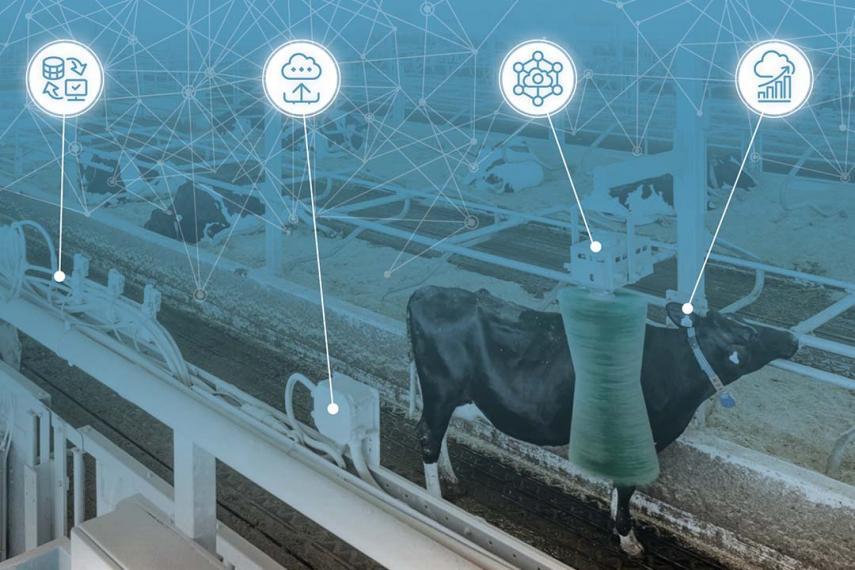Conceptual image of cows in a barn with data icons pointing to sensors on the cow and equipment.