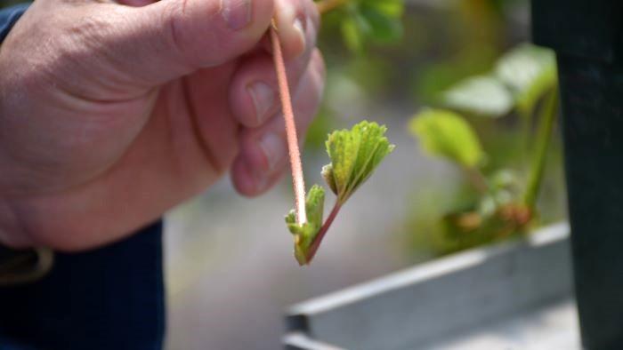 A close-up of a hand using a small stick to carefully lifts a plantlet